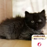 ミヌエット(長足)