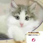 ノルウェージャンフォレストキャット
