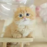 ミヌエット(短足)