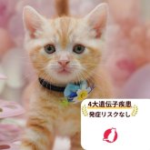 アメリカンショートヘア