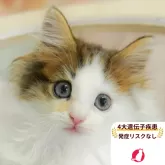 ノルウェージャンフォレストキャット