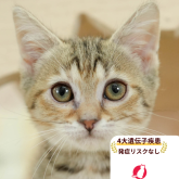 マンチカン(短足)