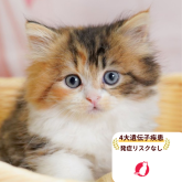 ミヌエット(長足)