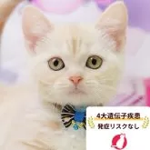 マンチカン(短足)