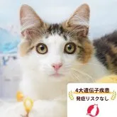 ノルウェージャンフォレストキャット