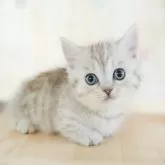 ミヌエット(短足)【千葉県・男の子・2025年2月4日・シルバータビー】の写真1「🌟全頭総額表示🌟接種済ワクチン代・マイクロチップ代・健康診断料込」