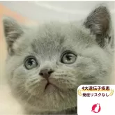 ブリティッシュショートヘア