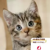 マンチカン(長足)