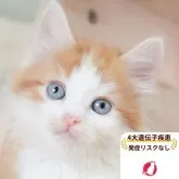 ノルウェージャンフォレストキャット