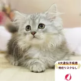 ラガマフィン【千葉県・男の子・2025年4月18日・シルバータビー】の写真1「この子が気になった方は、[[この子猫の見学希望]]ボタンからお気軽にお問い合わせ下さい😊」