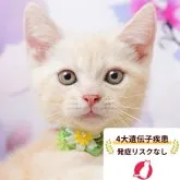 アメリカンショートヘア