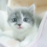 ミヌエット
