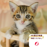 マンチカン(長足)