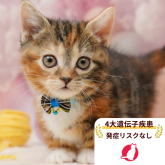 マンチカン(短足)