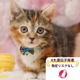 マンチカン(短足)