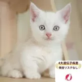 マンチカン(短足)
