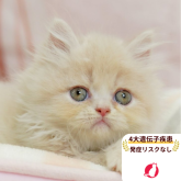 ミヌエット(長足)