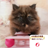 ミヌエット(短足)