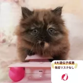 ミヌエット(短足)