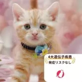 アメリカンショートヘア