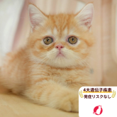 ミヌエット(長足)