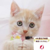 マンチカン(短足)