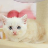 マンチカン(長足)