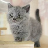 ブリティッシュショートヘア