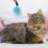 ミヌエット(短足)