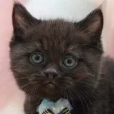 マンチカン(長足)