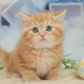 ミヌエット(長足)