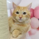 マンチカン(短足)