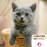 ブリティッシュショートヘア