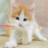 ノルウェージャンフォレストキャット