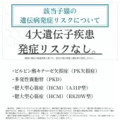 ミヌエット(長足)【千葉県・男の子・2025年6月22日・クリーム】の写真2「安心してお迎えいただけるよう【遺伝子検査を実施済み🧬】」