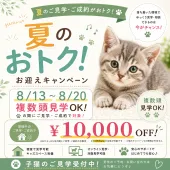 ミヌエット(長足)【千葉県・男の子・2026年6月11日・レッド・ルディ系/ブラウン系】の写真2