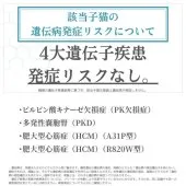 マンチカン(短足)【千葉県・女の子・2026年6月4日・ホワイト系/ブルー・シルバー系】の写真2「安心してお迎えいただけるよう【遺伝子検査を実施済み🧬】」