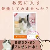 マンチカン(長足)【千葉県・男の子・2025年2月2日・ブラウンタビー&ホワイト】の写真2「🐱「この子気になる…」と思ったら、お気に入り登録で📢お得情報・最新情報をチェック🐾」