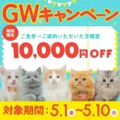 ミヌエット(短足)【千葉県・男の子・2026年2月14日・シルバータビー】の写真2「GWキャンペーン🎉見学→成約で1万円OFF🐾特別価格でご案内中✨」