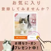 マンチカン(短足)【千葉県・男の子・2025年4月6日・クリームタビー】の写真2