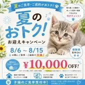 マンチカン(長足)【千葉県・女の子・2026年5月30日・ホワイト系/ブルー・シルバー系】の写真2