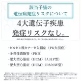 アメリカンショートヘア【千葉県・男の子・2025年6月20日・シルバータビー】の写真2「安心してお迎えいただけるよう【遺伝子検査を実施済み🧬】」