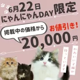 ノルウェージャンフォレストキャット【千葉県・女の子・2025年3月29日・キャリコ】の写真2「にゃんにゃんDAY 🐱【子猫特別割引き】🌼」