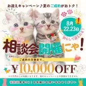 ミヌエット(短足)【千葉県・女の子・2026年6月11日・ブラック系/トーティー】の写真2「8月22日~23日🐱相談会開催！ご成約で1万円お円引き📢」