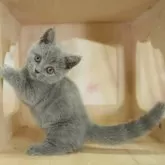 マンチカン(短足)【千葉県・女の子・2025年8月1日・ブルー】の写真3「🐱複数頭の見学も可能🐱兄弟や他のネコちゃんも見れます💛」