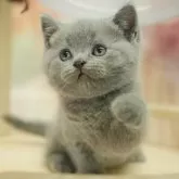 ブリティッシュショートヘア【千葉県・男の子・2025年9月13日・ブルー】の写真3「🐱複数頭の見学も可能🐱兄弟や他のネコちゃんも見れます💛」