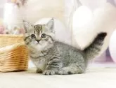 ミヌエット(短足)【千葉県・女の子・2025年4月28日・ブラウンタビー】の写真3「🐱複数頭の見学も可能🐱兄弟や他のネコちゃんも見れます💛」