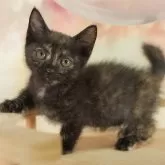 マンチカン(短足)【千葉県・女の子・2025年7月31日・トーティ】の写真3「🐱複数頭の見学も可能🐱兄弟や他のネコちゃんも見れます💛」