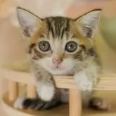 マンチカン(長足)【千葉県・男の子・2025年7月31日・ブラウンタビー&ホワイト】の写真3「🐱複数頭の見学も可能🐱兄弟や他のネコちゃんも見れます💛」