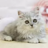 ラガマフィン【千葉県・女の子・2025年4月18日・シルバーパッチドタビー】の写真3「🐱複数頭の見学も可能🐱兄弟や他のネコちゃんも見れます💛」
